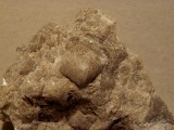 Brachiopode
